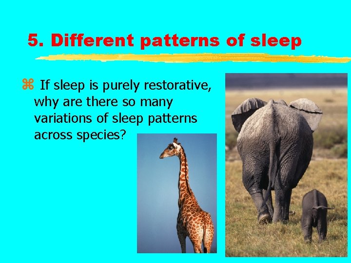 5. Different patterns of sleep z If sleep is purely restorative, why are there