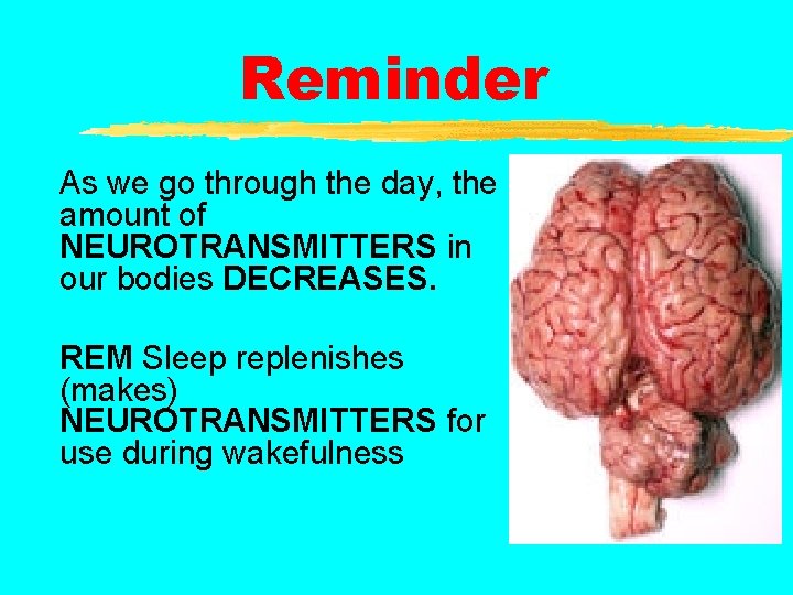 Reminder As we go through the day, the amount of NEUROTRANSMITTERS in our bodies