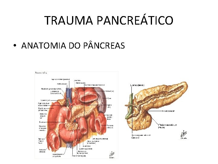TRAUMA PANCREÁTICO • ANATOMIA DO P NCREAS 