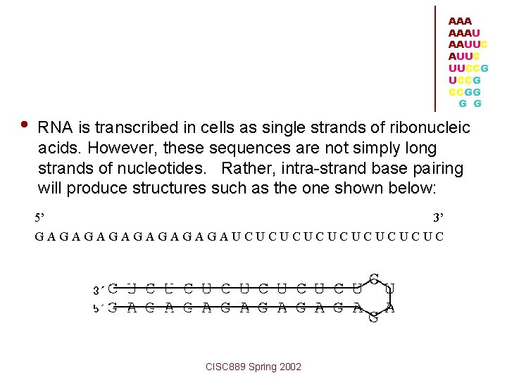 AAA AAAU AAUUC UUCCG CCGG G G • RNA is transcribed in cells as