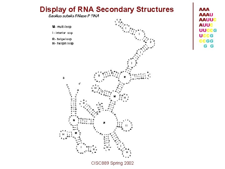 Display of RNA Secondary Structures CISC 889 Spring 2002 AAAU AAUUC UUCCG CCGG G