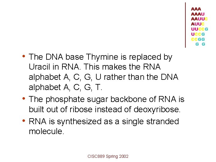 AAA AAAU AAUUC UUCCG CCGG G G • The DNA base Thymine is replaced