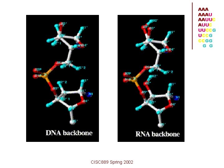 AAA AAAU AAUUC UUCCG CCGG G G CISC 889 Spring 2002 