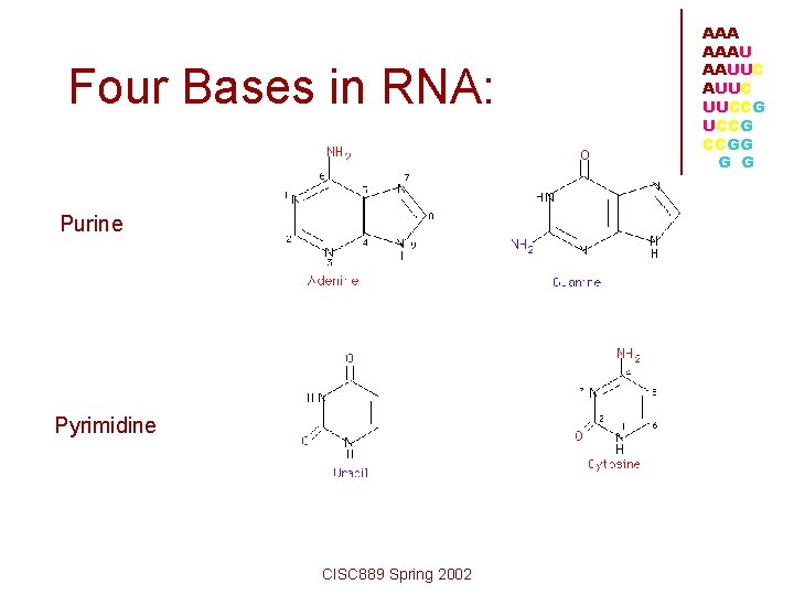 Four Bases in RNA: Purine Pyrimidine CISC 889 Spring 2002 AAAU AAUUC UUCCG CCGG