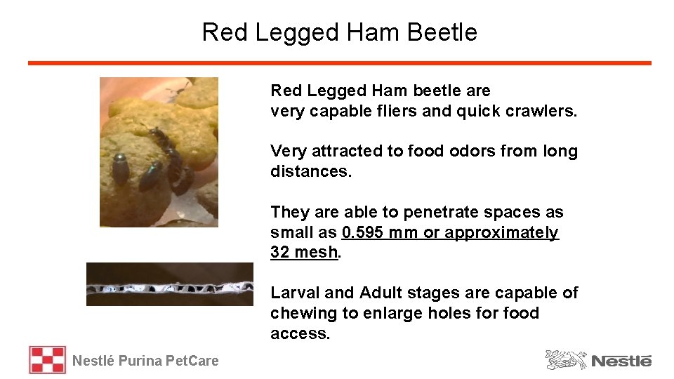 Red Legged Ham Beetle Red Legged Ham beetle are very capable fliers and quick
