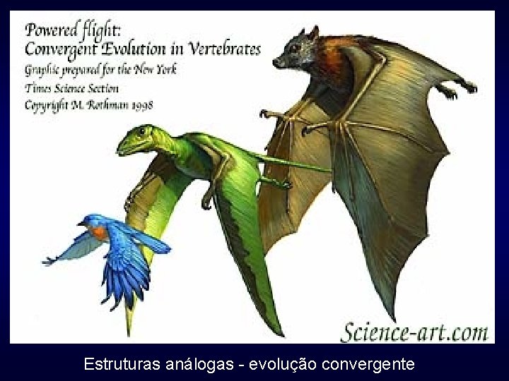 Estruturas análogas - evolução convergente 