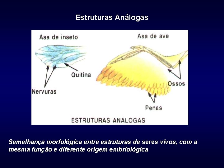 Estruturas Análogas Semelhança morfológica entre estruturas de seres vivos, com a mesma função e