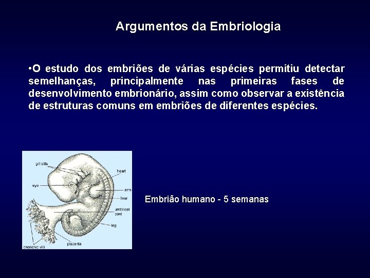 Argumentos da Embriologia • O estudo dos embriões de várias espécies permitiu detectar semelhanças,