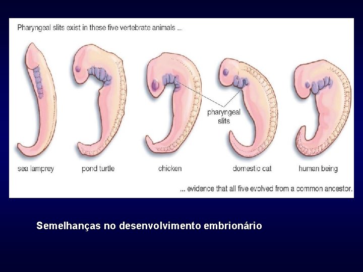 Semelhanças no desenvolvimento embrionário 