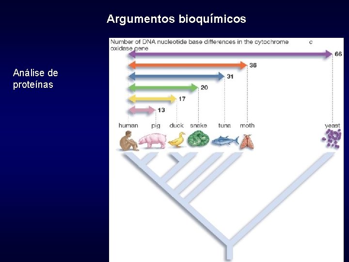 Argumentos bioquímicos Análise de proteínas 