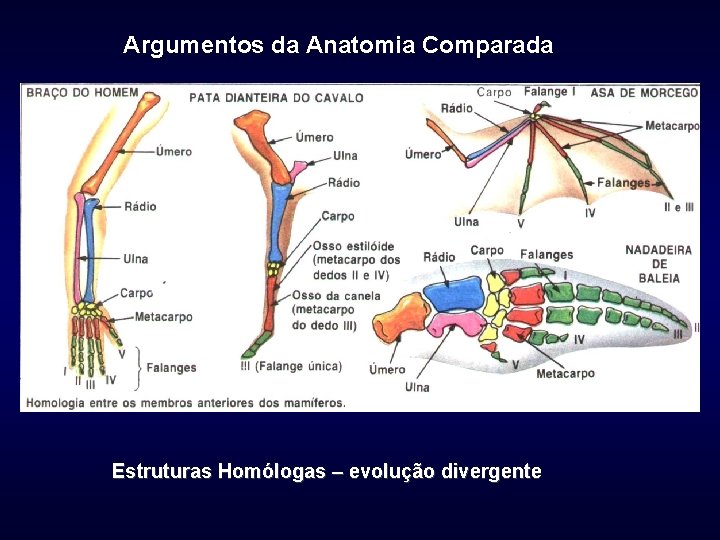 Argumentos da Anatomia Comparada Estruturas Homólogas – evolução divergente 