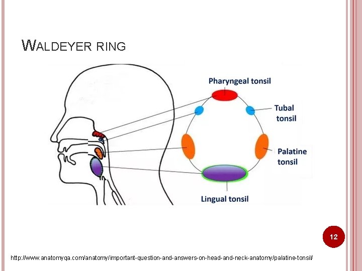 WALDEYER RING 12 http: //www. anatomyqa. com/anatomy/important-question-and-answers-on-head-and-neck-anatomy/palatine-tonsil/ 