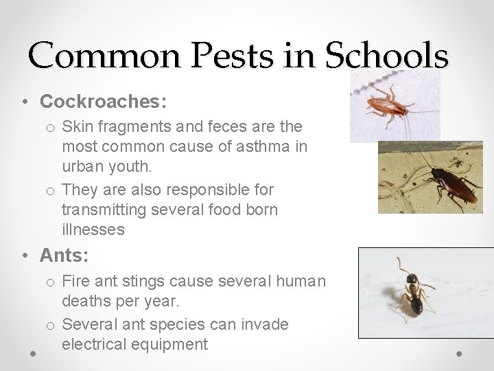 Common Pests in Schools • Cockroaches: o Skin fragments and feces are the most