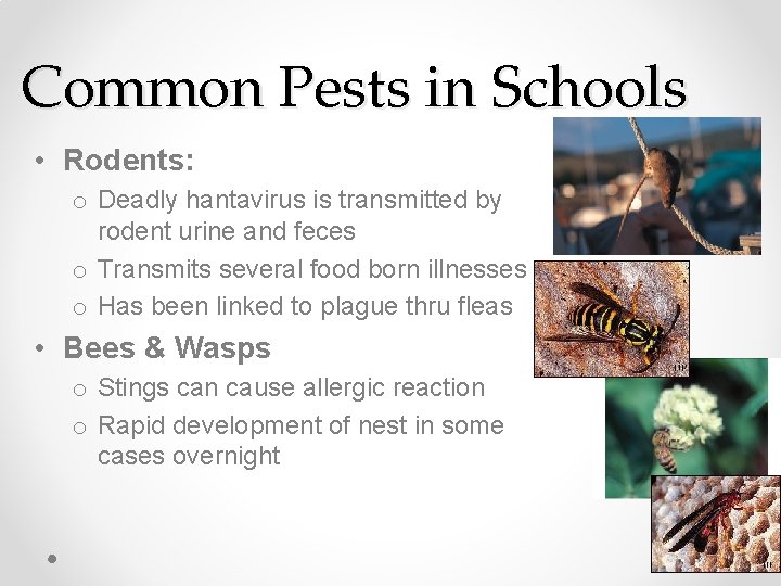 Common Pests in Schools • Rodents: o Deadly hantavirus is transmitted by rodent urine