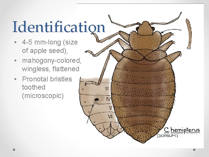 Identification • 4 -5 mm-long (size of apple seed), • mahogony-colored, wingless, flattened •