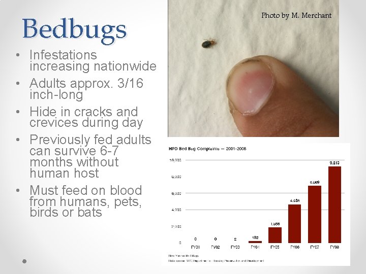 Bedbugs • Infestations increasing nationwide • Adults approx. 3/16 inch-long • Hide in cracks