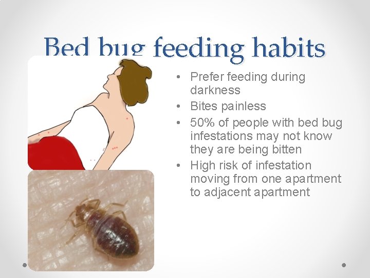 Bed bug feeding habits • Prefer feeding during darkness • Bites painless • 50%