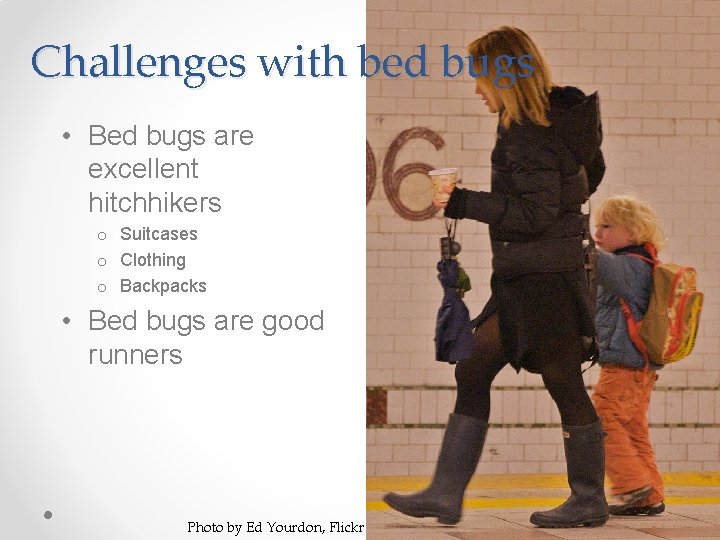 Challenges with bed bugs • Bed bugs are excellent hitchhikers o Suitcases o Clothing