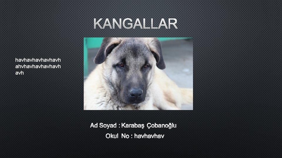 KANGALLAR havhavhavh ahvhavhavh avh AD SOYAD : KARABAŞ ÇOBANOĞLU OKUL NO : HAVHAVHAV 