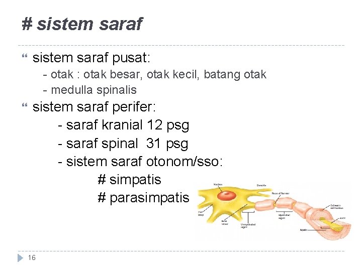 # sistem saraf pusat: - otak : otak besar, otak kecil, batang otak -