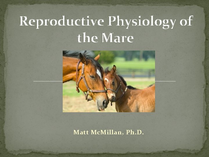 Reproductive Physiology of the Mare Matt Mc. Millan, Ph. D. 