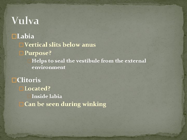 Vulva �Labia � Vertical slits below anus � Purpose? �Helps to seal the vestibule