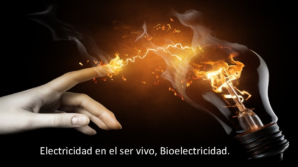 Electricidad en el ser vivo, Bioelectricidad. 