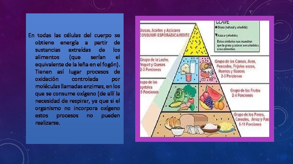 En todas las células del cuerpo se obtiene energía a partir de sustancias extraídas