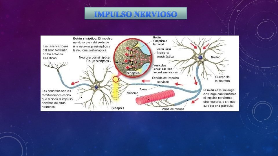 IMPULSO NERVIOSO 