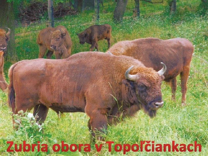 Zubria obora v Topoľčiankach 