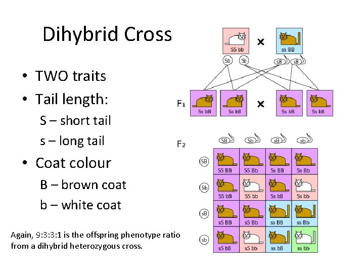 Dihybrid Cross • TWO traits • Tail length: S – short tail s – Dihybrid Cross • TWO traits • Tail length: S – short tail s –