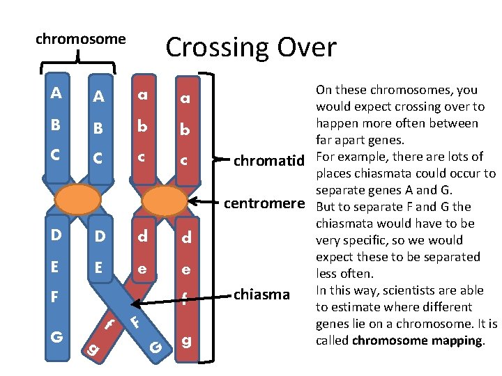 Crossing Over chromosome A A a a B B b b C C c Crossing Over chromosome A A a a B B b b C C c