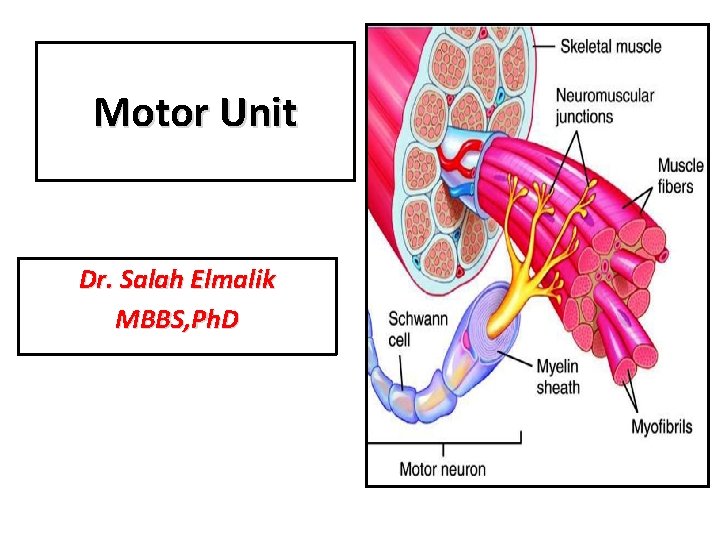 Motor Unit Dr. Salah Elmalik MBBS, Ph. D 