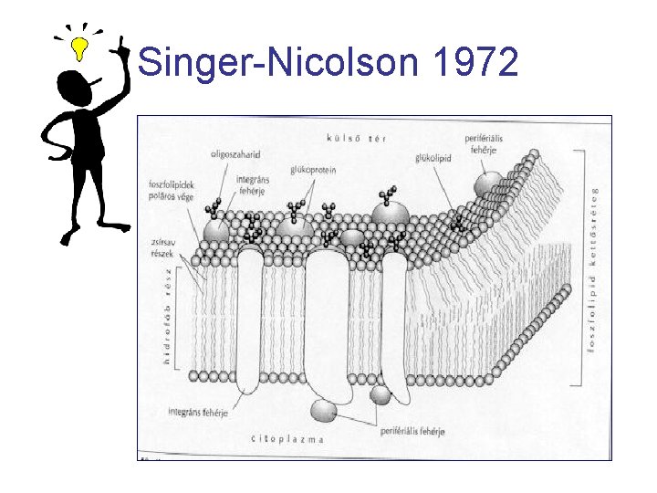 Singer-Nicolson 1972 
