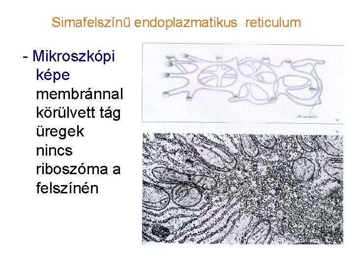 Simafelszínű endoplazmatikus reticulum - Mikroszkópi képe membránnal körülvett tág üregek nincs riboszóma a felszínén