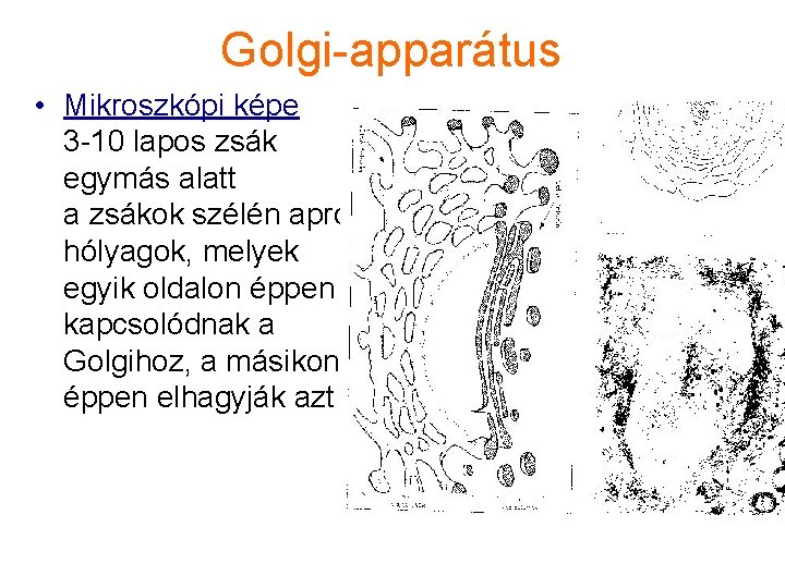 Golgi-apparátus • Mikroszkópi képe 3 -10 lapos zsák egymás alatt a zsákok szélén apró