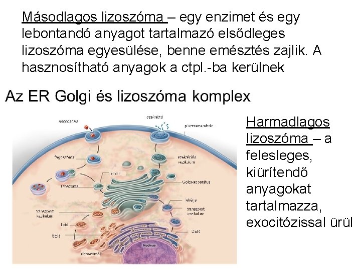 Másodlagos lizoszóma – egy enzimet és egy lebontandó anyagot tartalmazó elsődleges lizoszóma egyesülése, benne