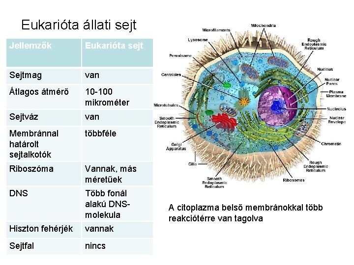 Eukarióta állati sejt Jellemzők Eukarióta sejt Sejtmag van Átlagos átmérő 10 -100 mikrométer Sejtváz