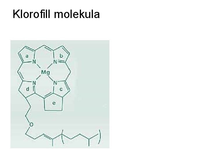 Klorofill molekula 