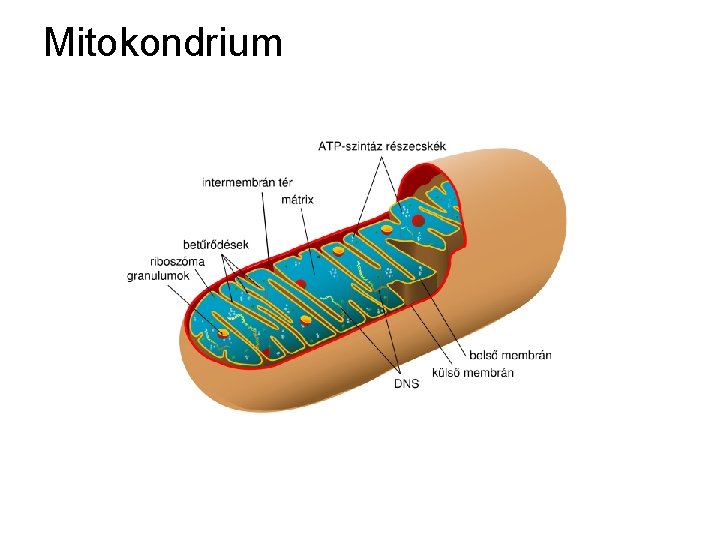 Mitokondrium 
