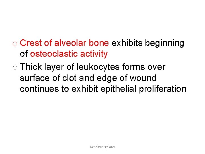 o Crest of alveolar bone exhibits beginning of osteoclastic activity o Thick layer of o Crest of alveolar bone exhibits beginning of osteoclastic activity o Thick layer of