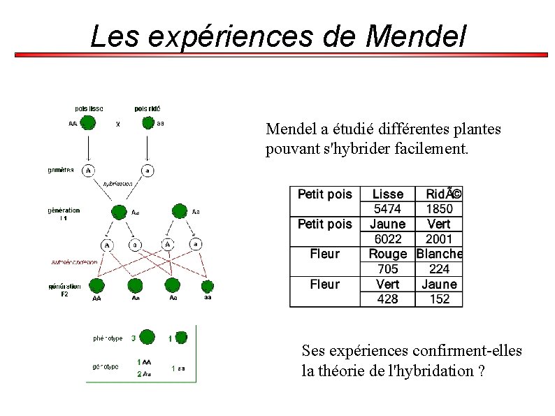 Les expériences de Mendel a étudié différentes plantes pouvant s'hybrider facilement. Ses expériences confirment-elles