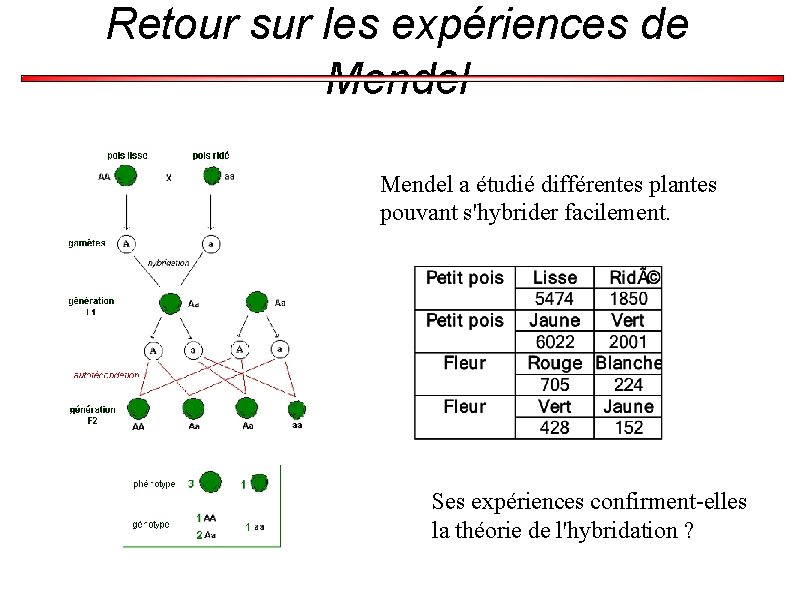 Retour sur les expériences de Mendel a étudié différentes plantes pouvant s'hybrider facilement. Ses