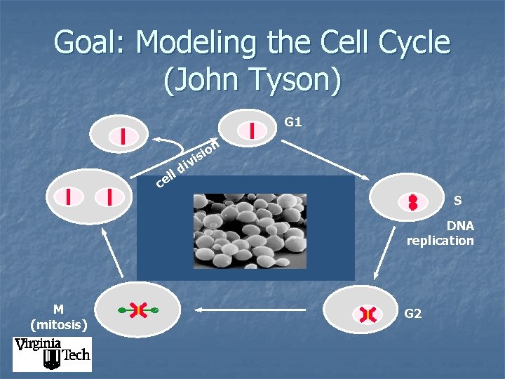 Goal: Modeling the Cell Cycle (John Tyson) G 1 l el c n o