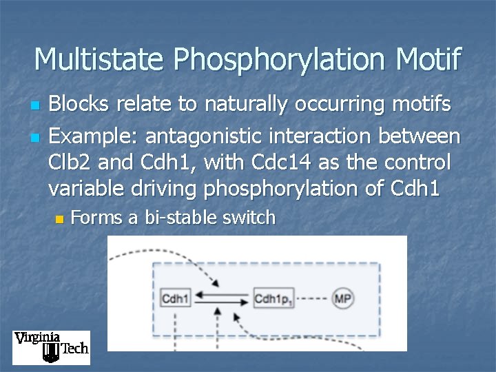 Multistate Phosphorylation Motif n n Blocks relate to naturally occurring motifs Example: antagonistic interaction