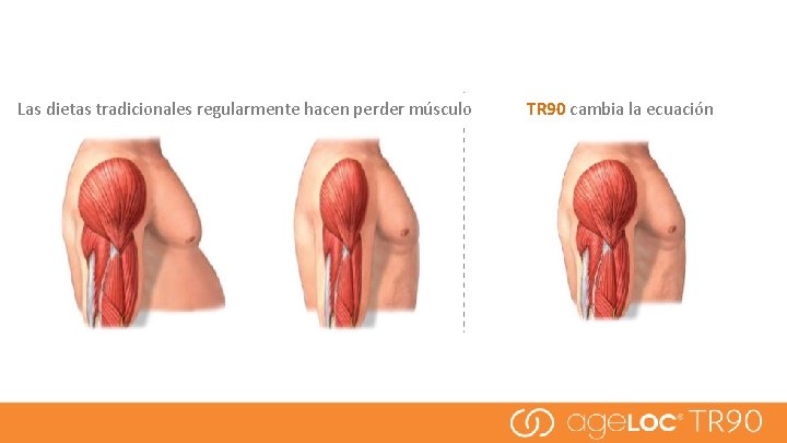 Las dietas tradicionales regularmente hacen perder músculo TR 90 cambia la ecuación 