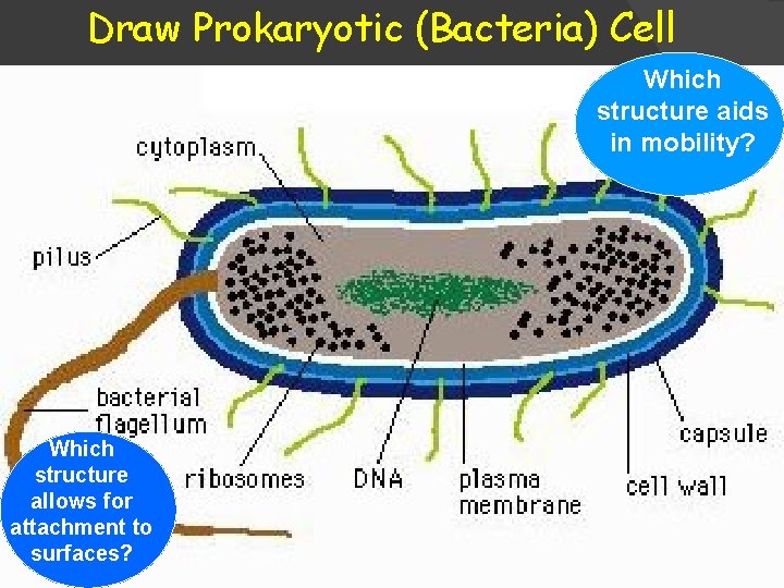 Draw Prokaryotic (Bacteria) Cell Which structure aids in mobility? Which structure allows for attachment