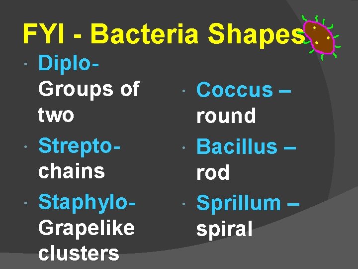 FYI - Bacteria Shapes Diplo. Groups of two Streptochains Staphylo. Grapelike clusters Coccus –