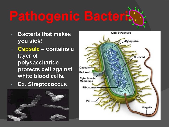 Pathogenic Bacteria that makes you sick! Capsule – contains a layer of polysaccharide protects
