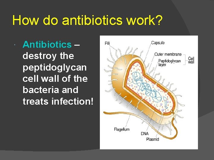 How do antibiotics work? Antibiotics – destroy the peptidoglycan cell wall of the bacteria